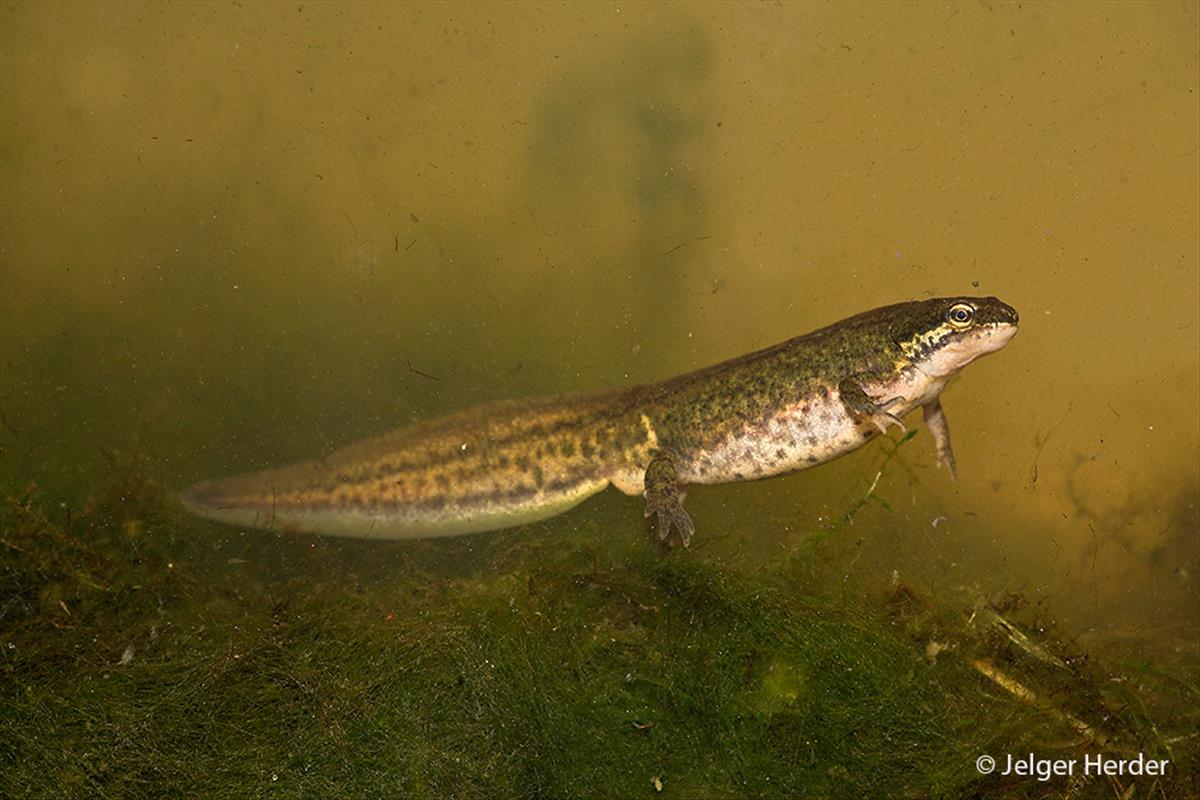 Lissotriton helveticus (door Jelger Herder)