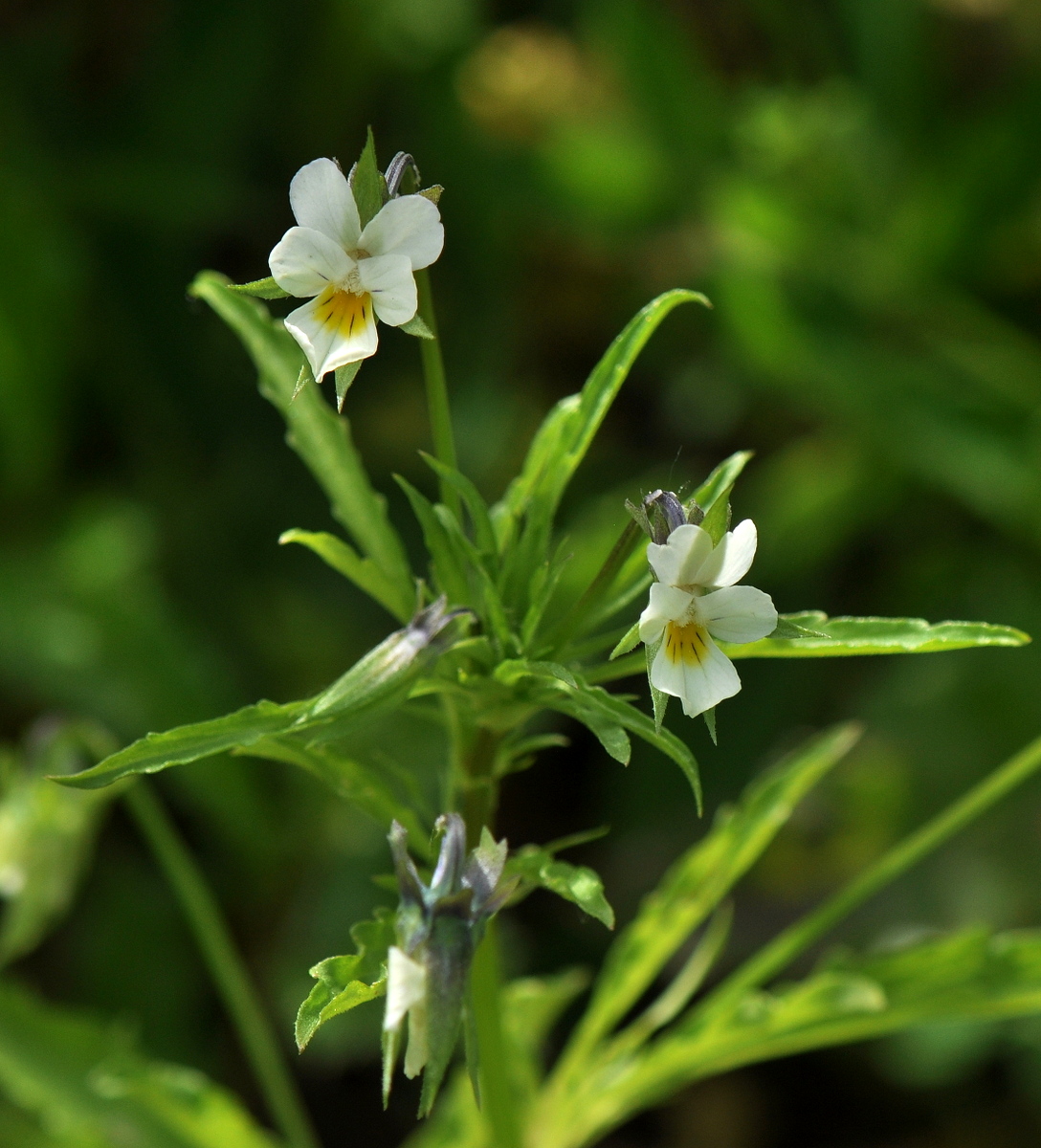 Viola arvensis (door Willie Riemsma)