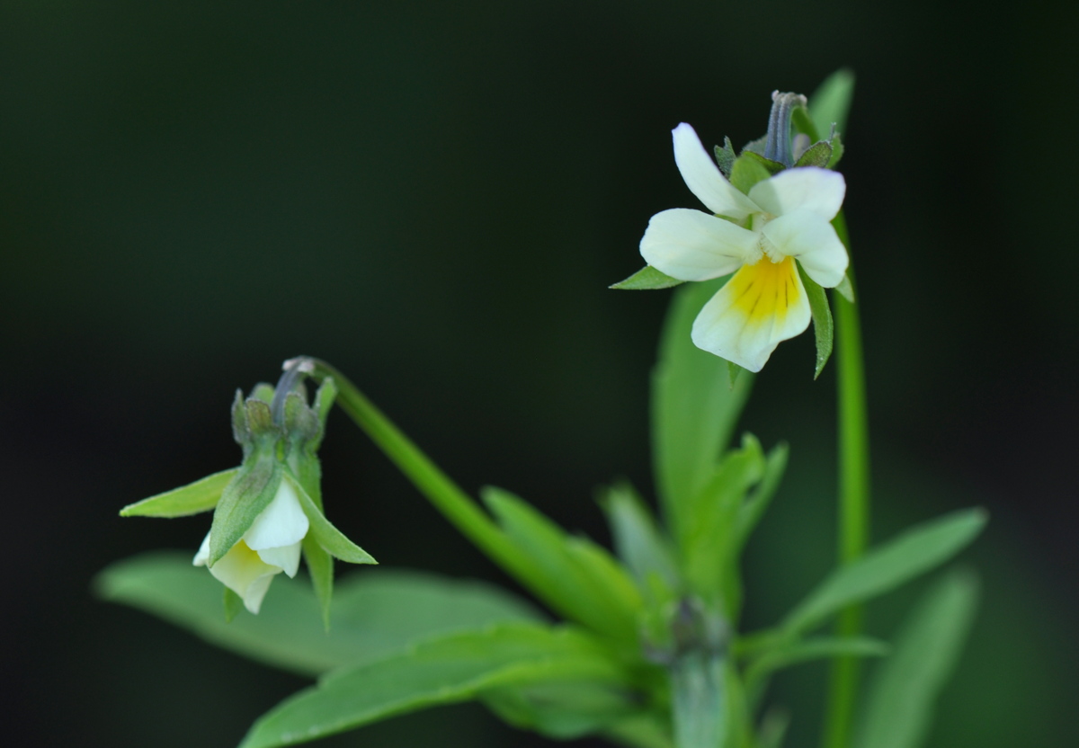 Viola arvensis (door Willie Riemsma)