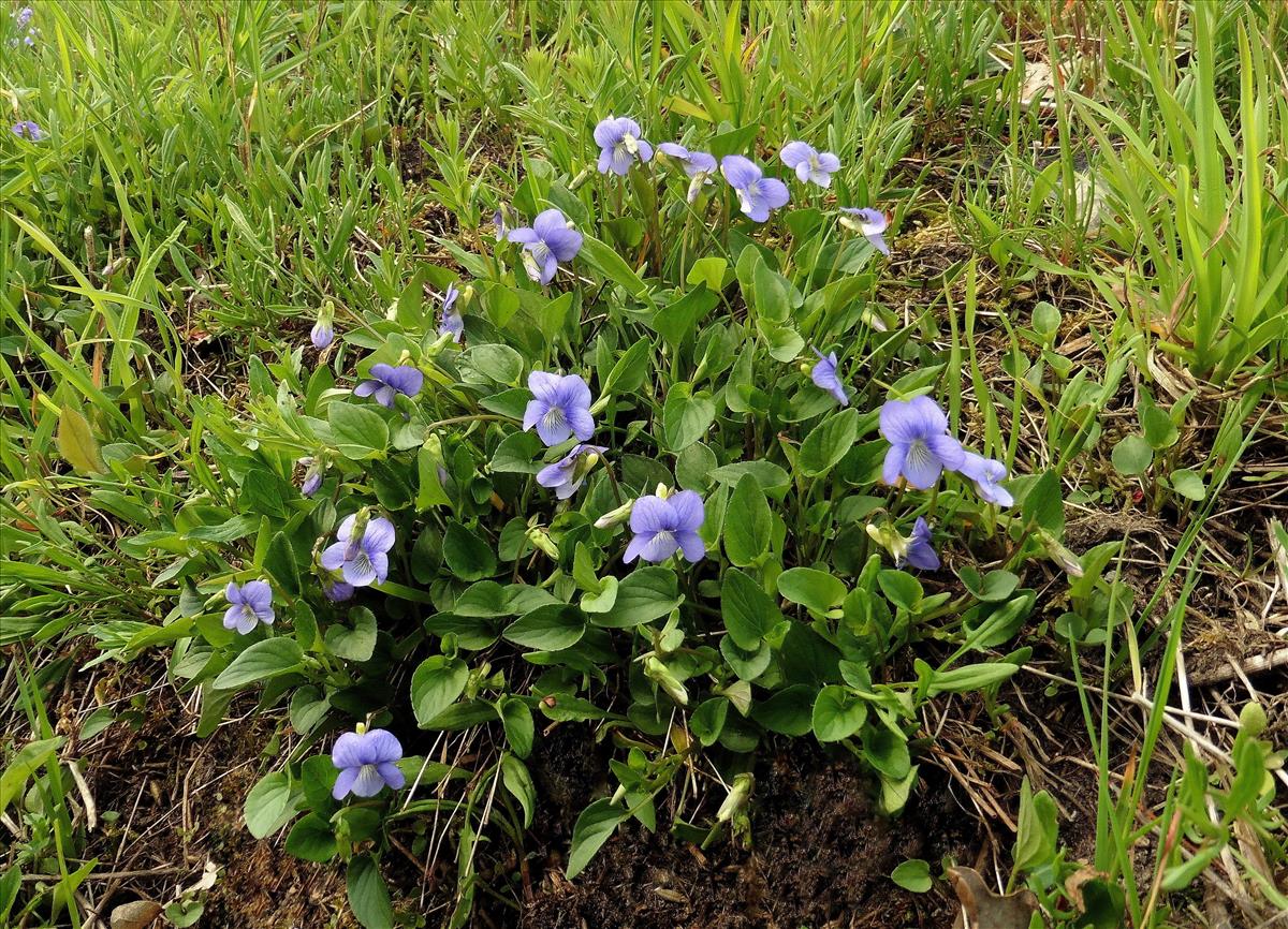 Viola canina (door Willie Riemsma)