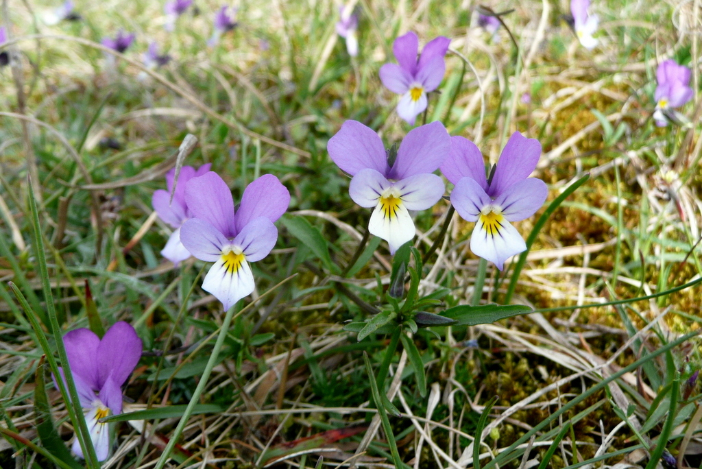 Viola tricolor subsp. curtisii (door Willie Riemsma)