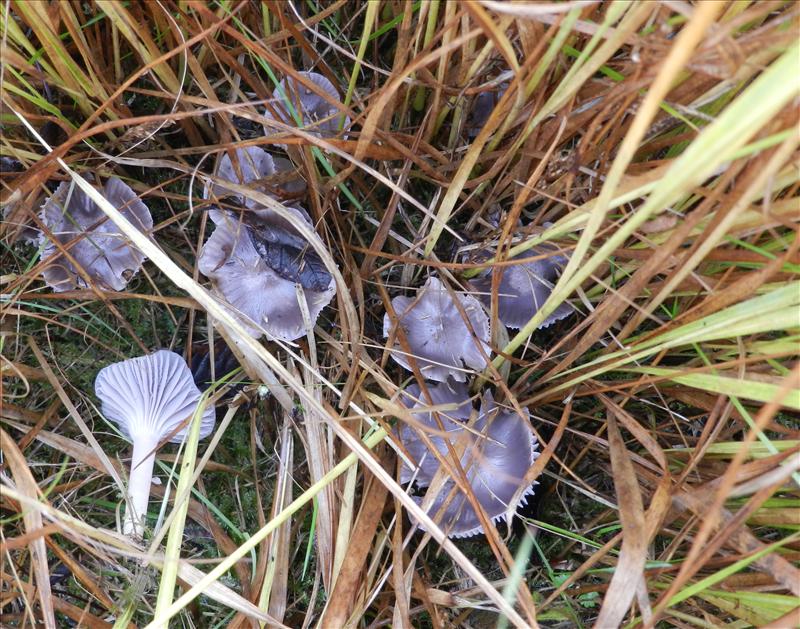 Hygrocybe lacmus (door Arno van Stipdonk)