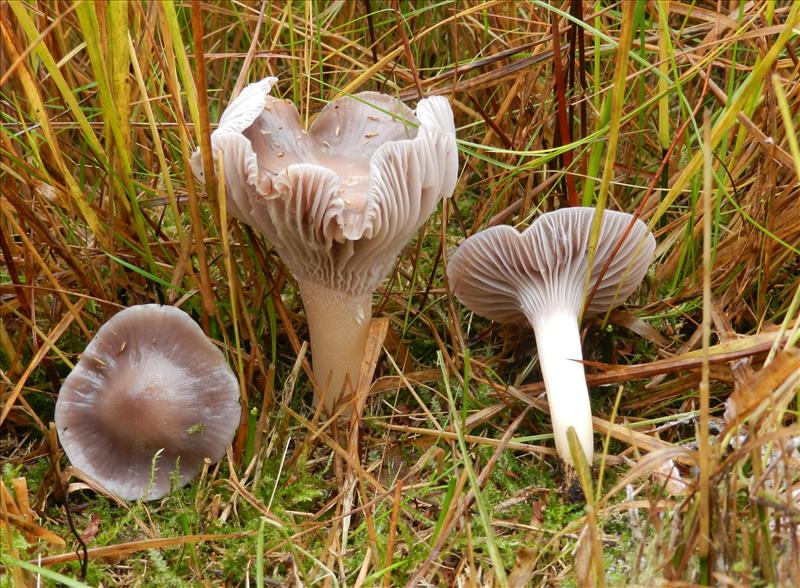 Hygrocybe lacmus (door Arno van Stipdonk)