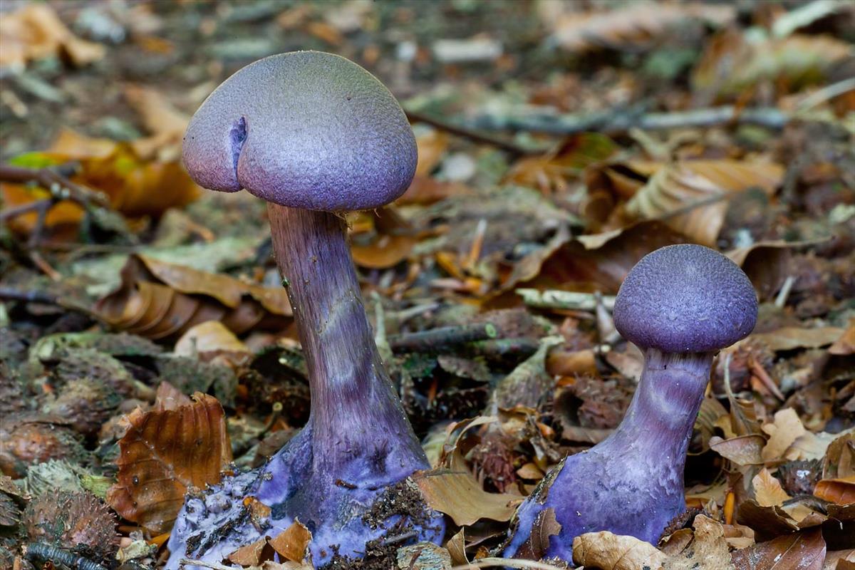 Cortinarius violaceus (door John Breugelmans)