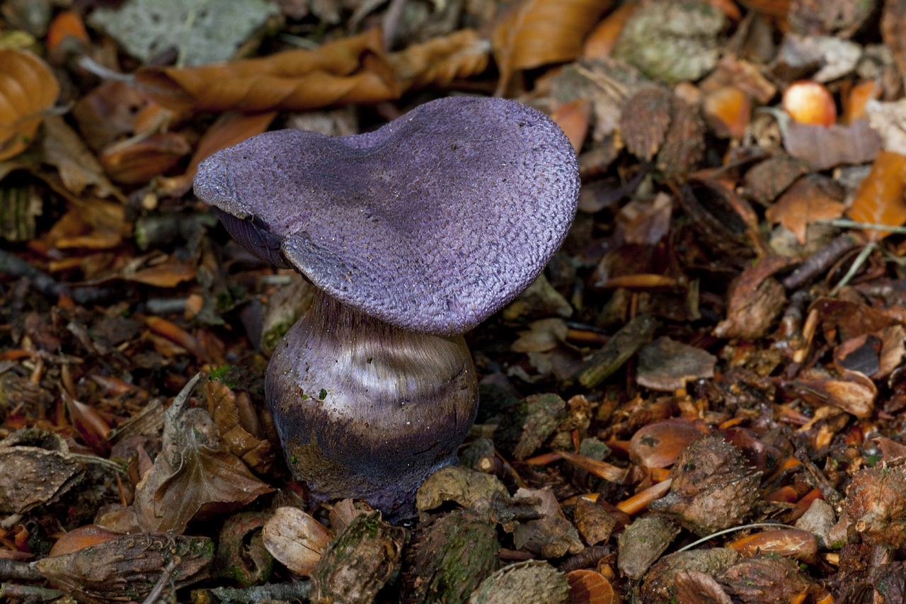 Cortinarius violaceus (door John Breugelmans)