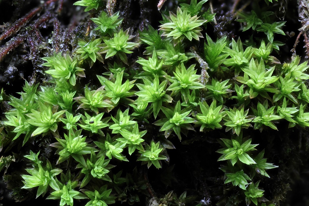 Zygodon viridissimus (door Arjan de Groot)