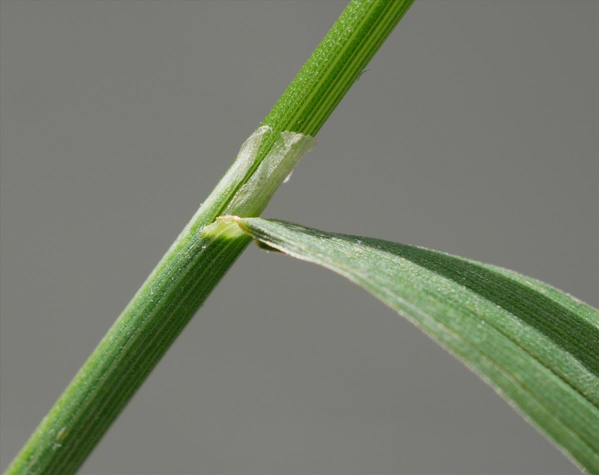 Agrostis gigantea (door Wim van der Neut)