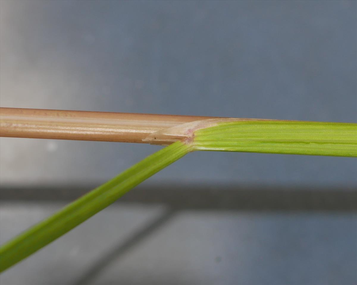 Deschampsia cespitosa (door Wim van der Neut)