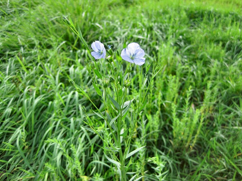 Linum usitatissimum (door Grada Menting)