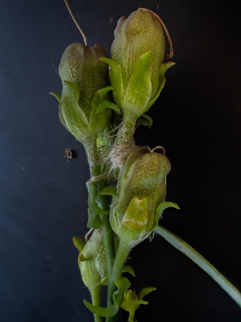 Linaria vulgaris (door Peter Hegi)