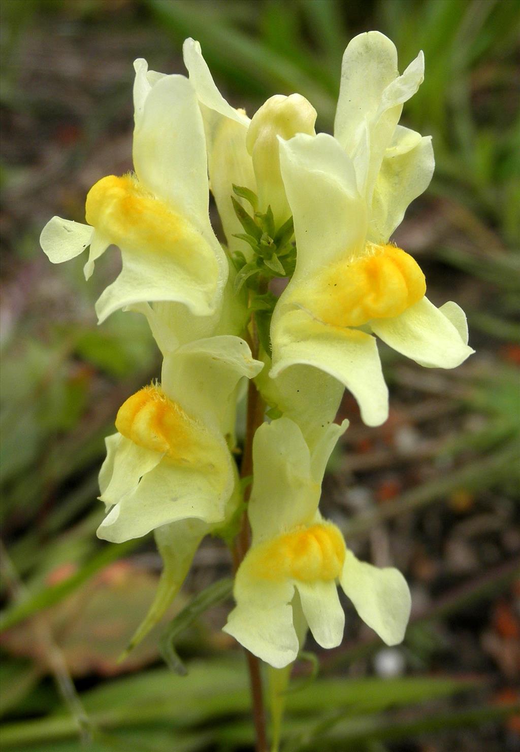 Linaria vulgaris (door Bert Verbruggen)