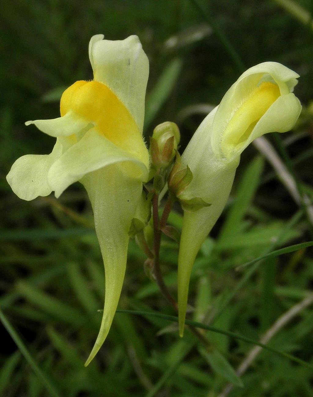 Linaria vulgaris (door Bert Verbruggen)