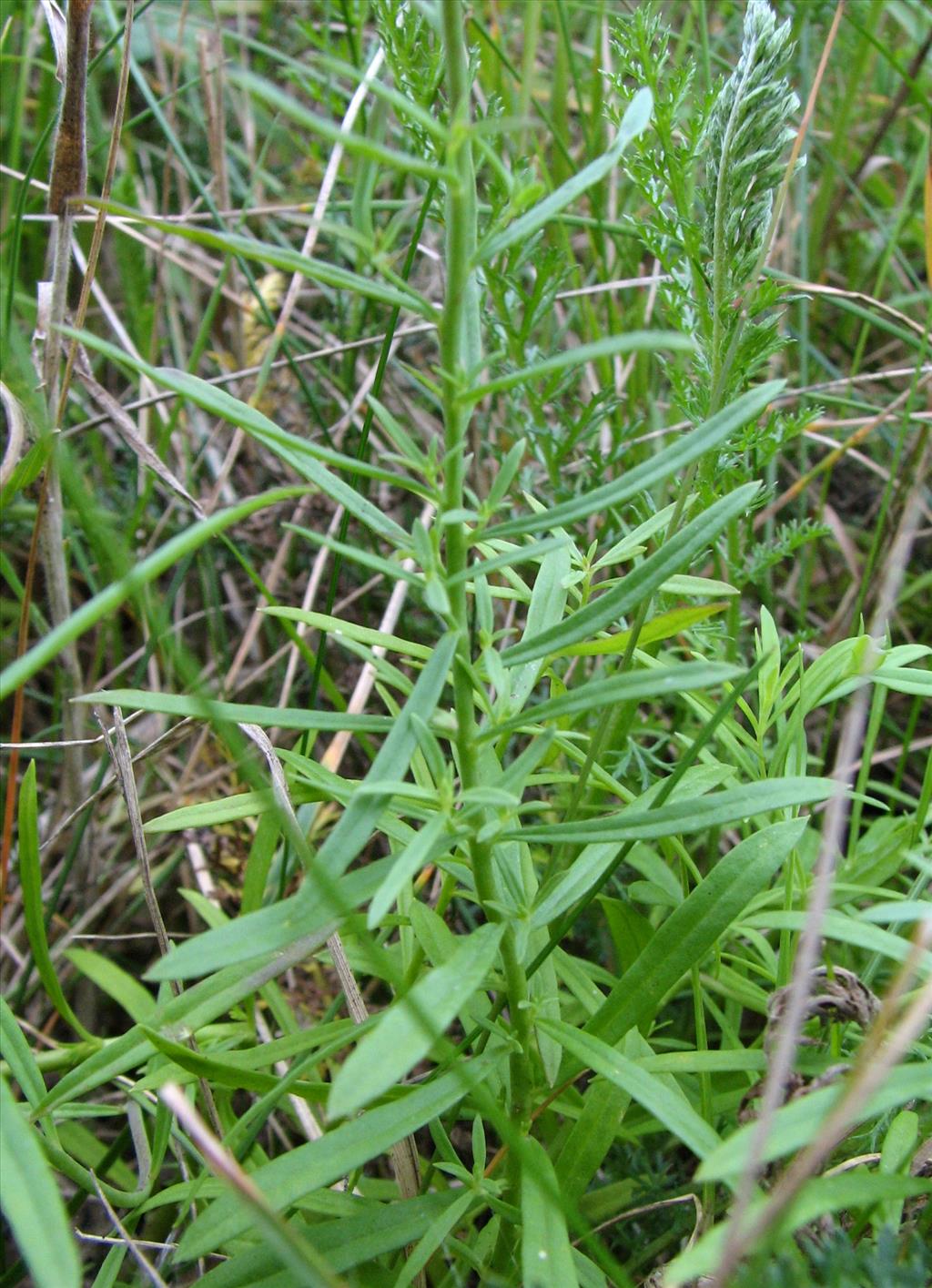 Linaria vulgaris (door Bert Verbruggen)