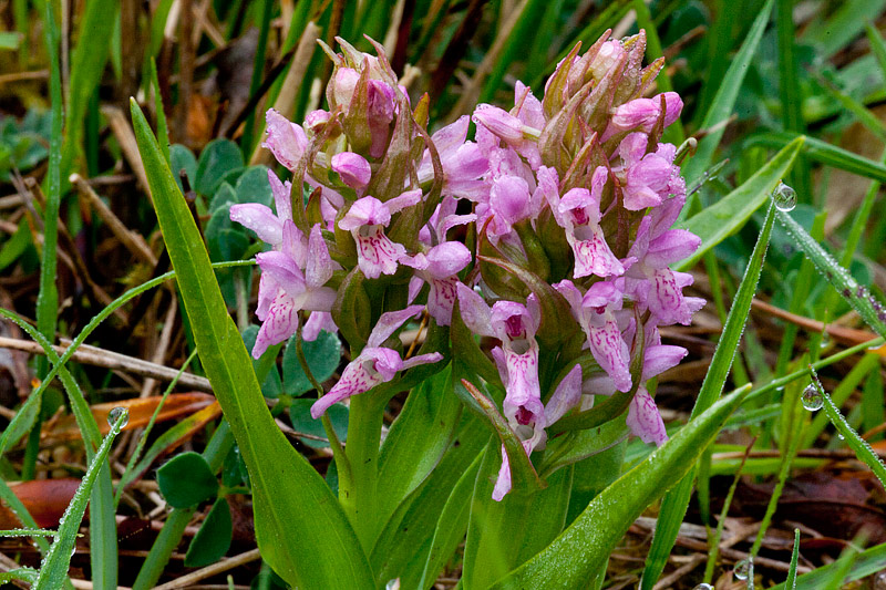 Dactylorhiza incarnata (door John Breugelmans)