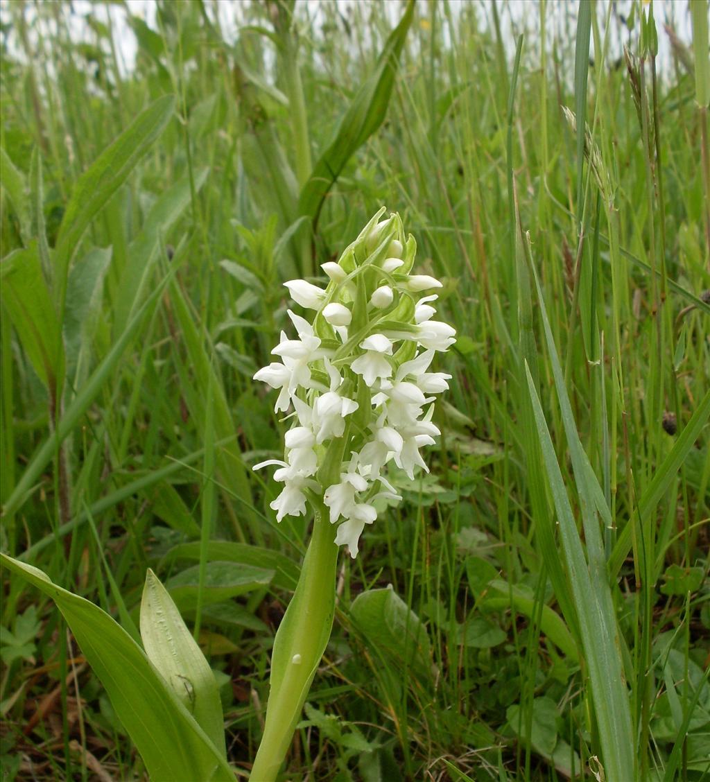 Dactylorhiza incarnata (door Dick Kerkhof)