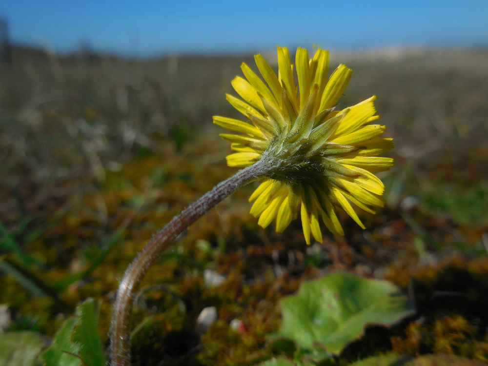 Crepis sancta (door Saxifraga-Ed Stikvoort)