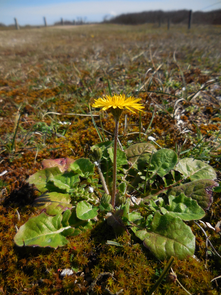 Crepis sancta (door Saxifraga-Ed Stikvoort)