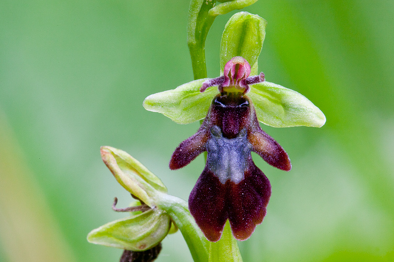 Ophrys insectifera subsp. insectifera (door John Breugelmans)