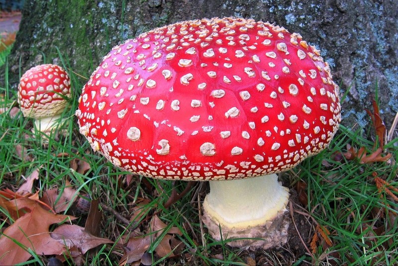 Amanita muscaria (door Gio van Bernebeek)