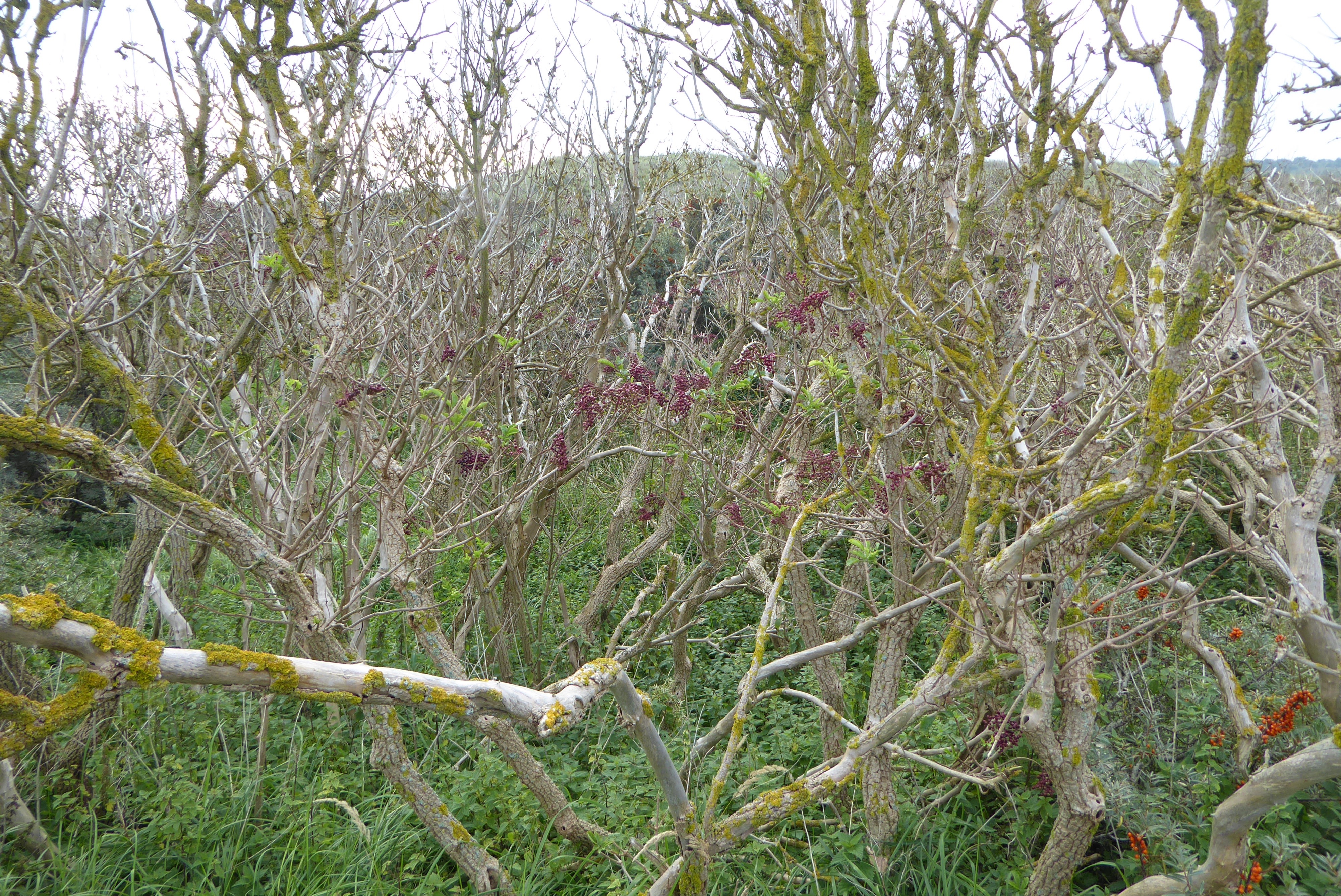 Sambucus nigra (door Koen van Zoest)