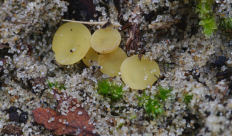 Hymenoscyphus salicinus (door Hans Adema)