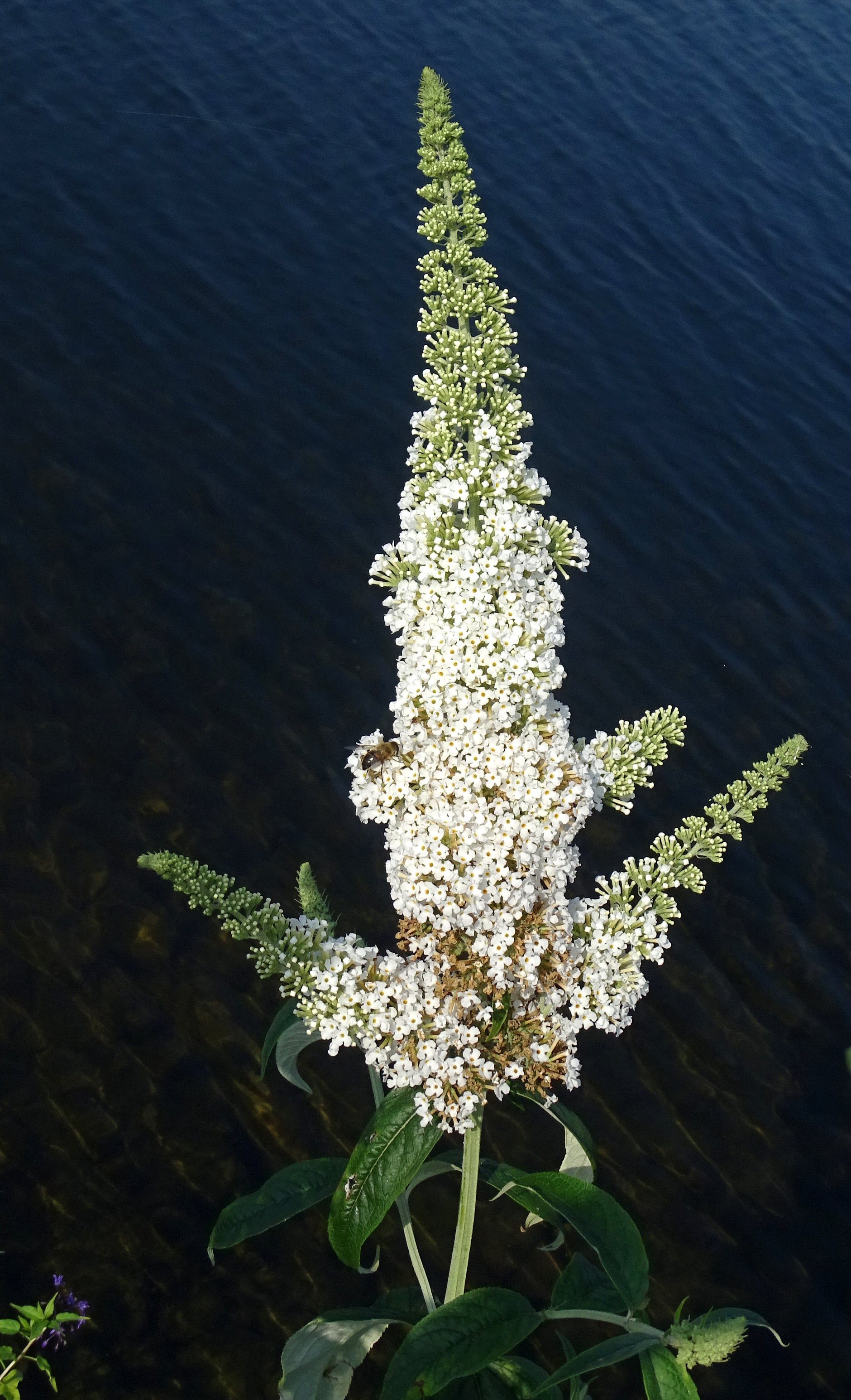 Buddleja davidii (door Bert Verbruggen)