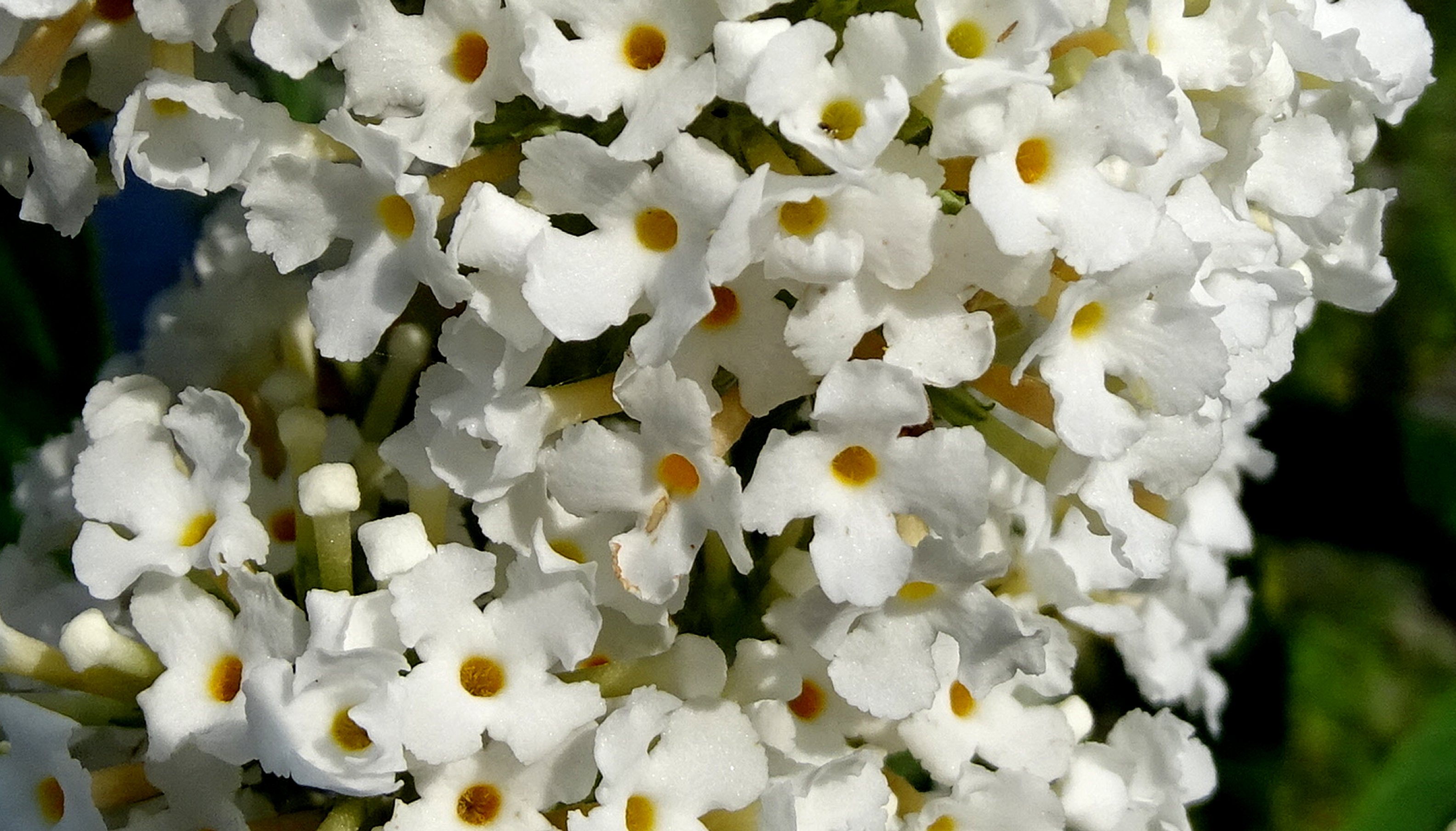 Buddleja davidii (door Bert Verbruggen)