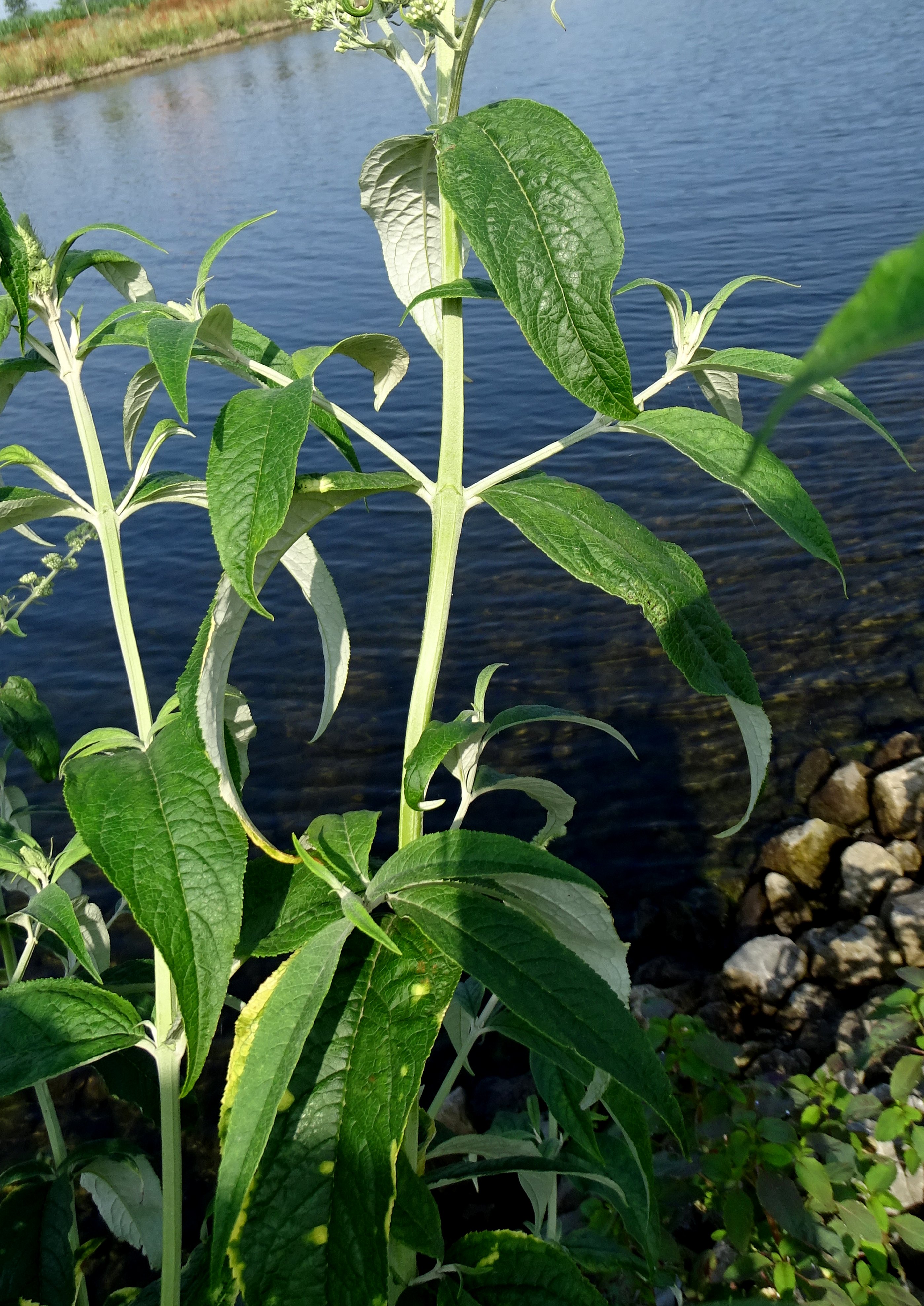 Buddleja davidii (door Bert Verbruggen)