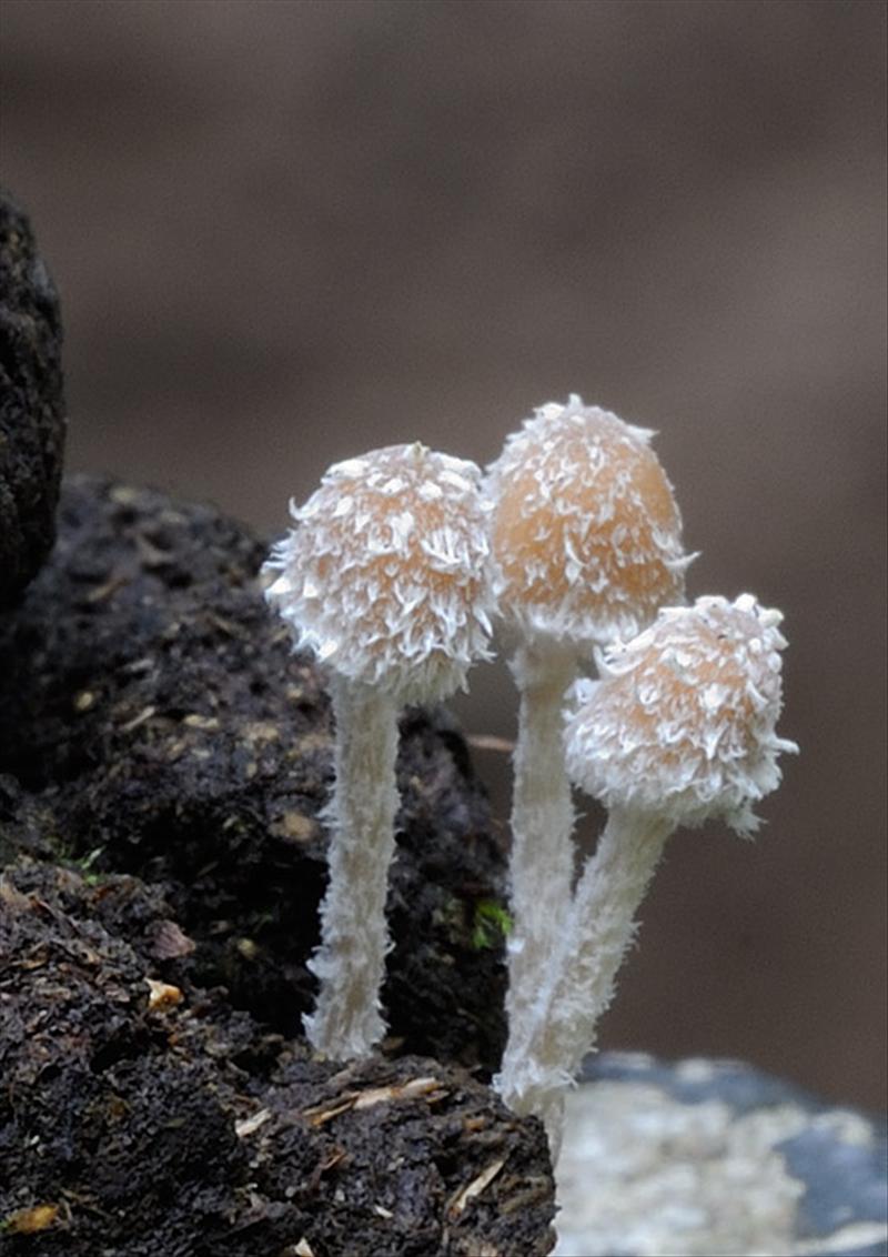 Psathyrella hirta (door Kik van Boxtel)