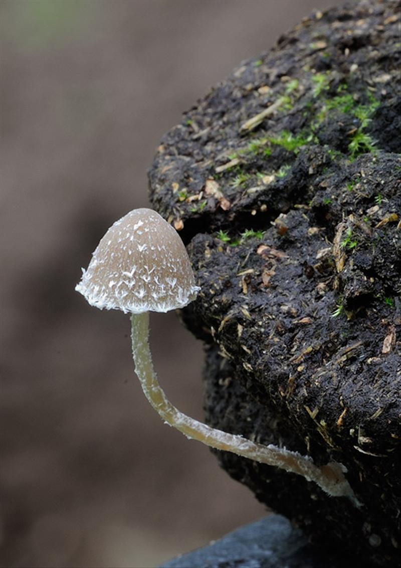 Psathyrella hirta (door Kik van Boxtel)