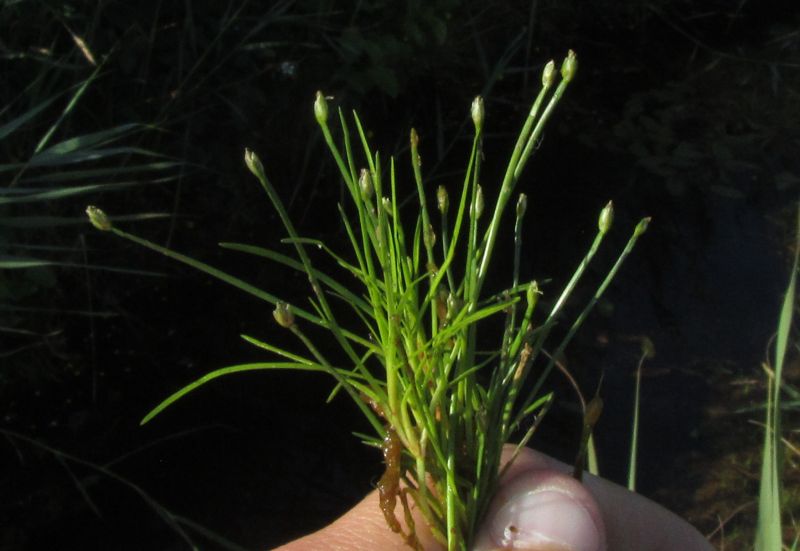 Isolepis fluitans (door Wim Langbroek)