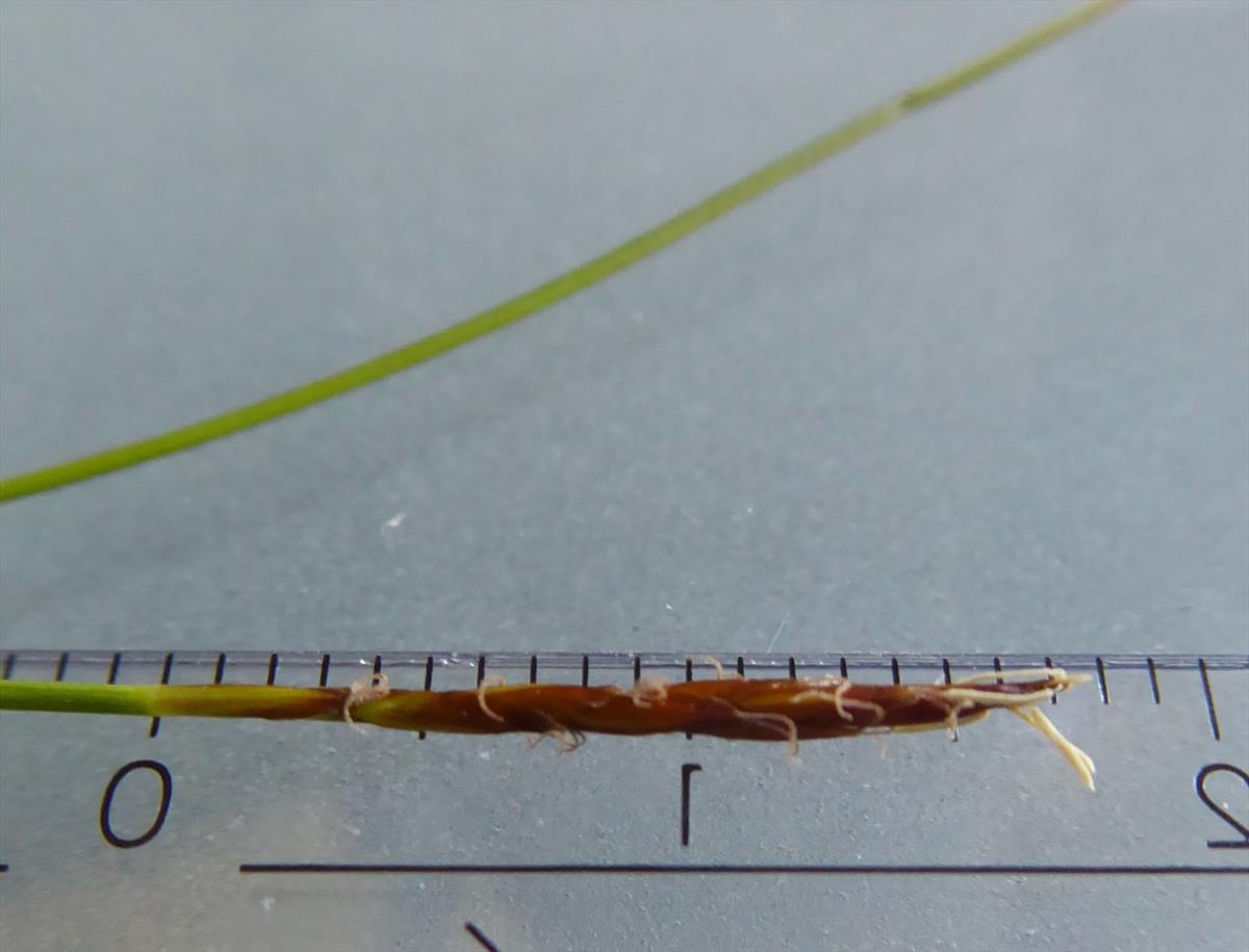 Carex pulicaris (door Koen van Zoest)