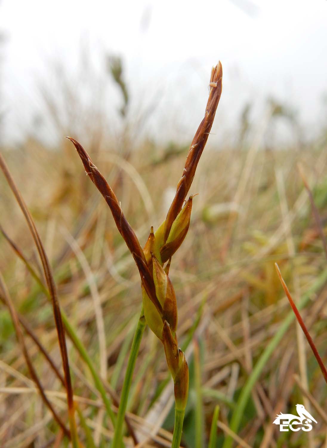 Carex pulicaris (door Saxifraga-Ed Stikvoort)