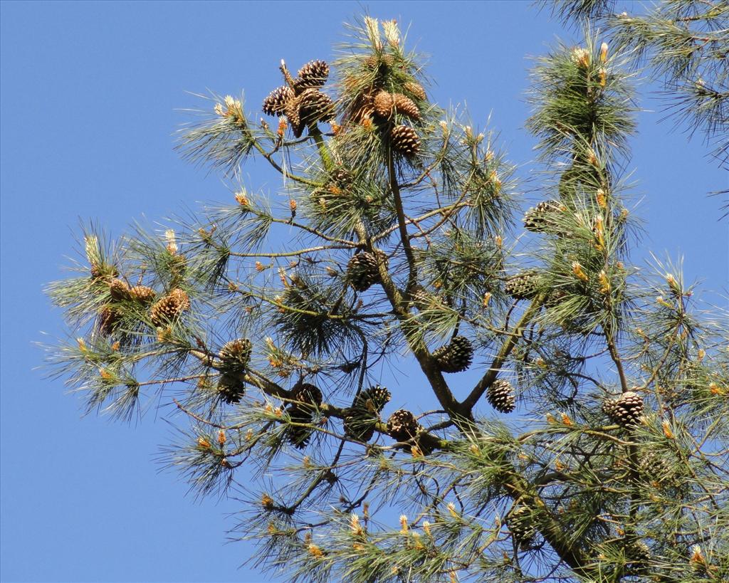 Pinus pinaster (door wim van der neut)