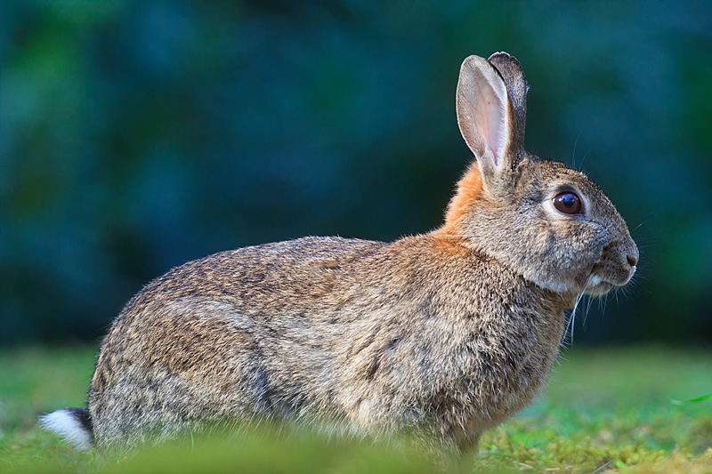 Oryctolagus cuniculus (door John Breugelmans)