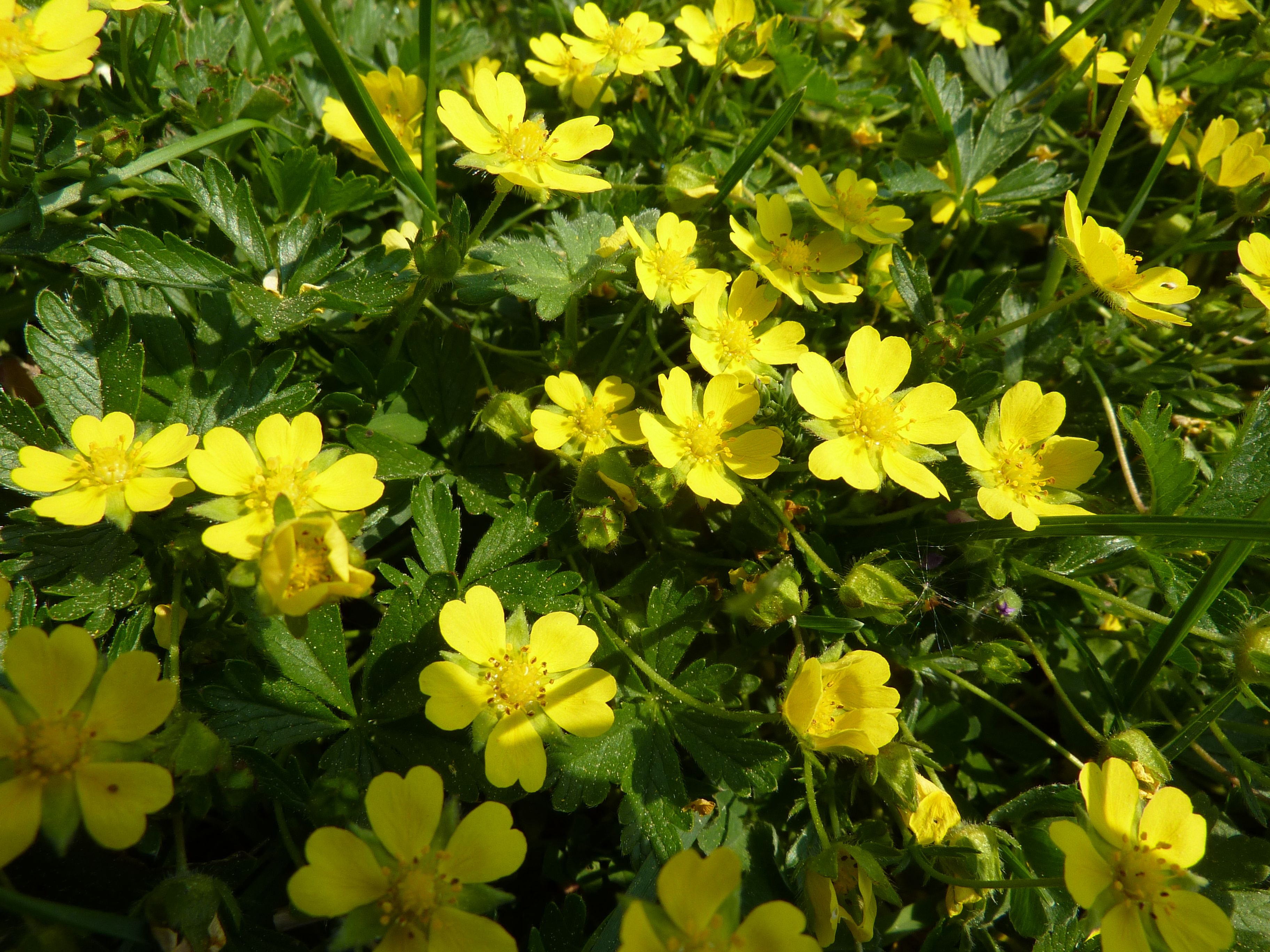 Potentilla verna (door Koen van Zoest)