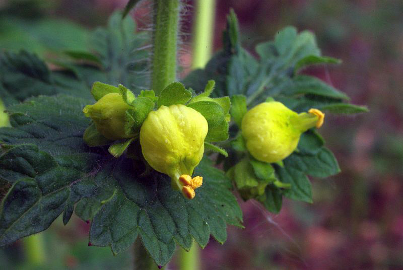 Scrophularia vernalis (door Hans Adema)