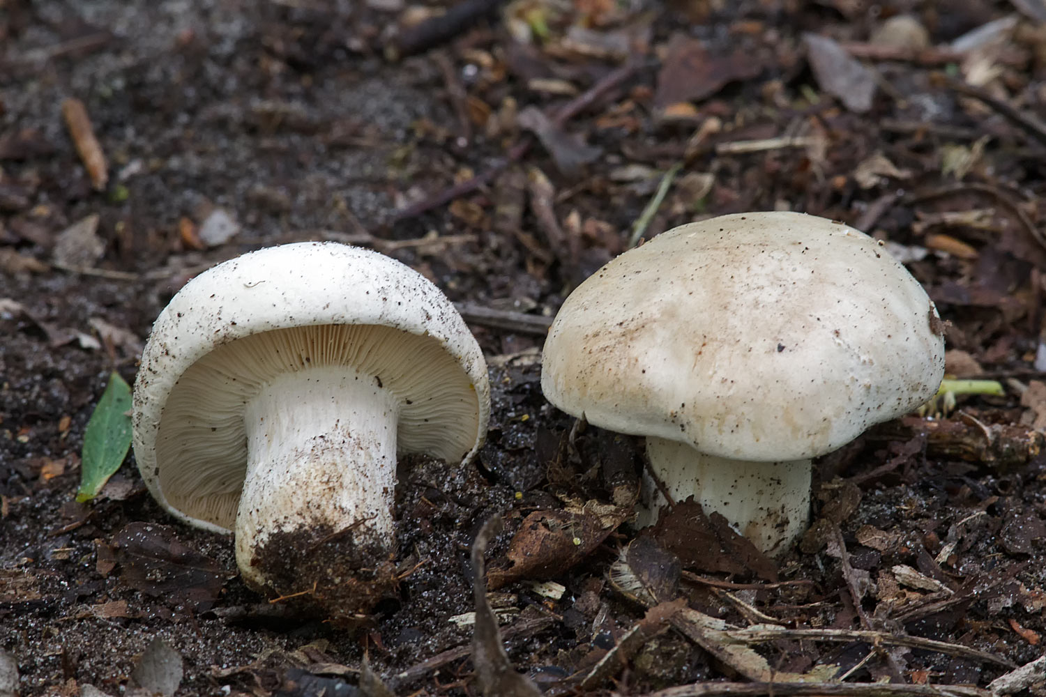 Calocybe gambosa (door John Breugelmans)