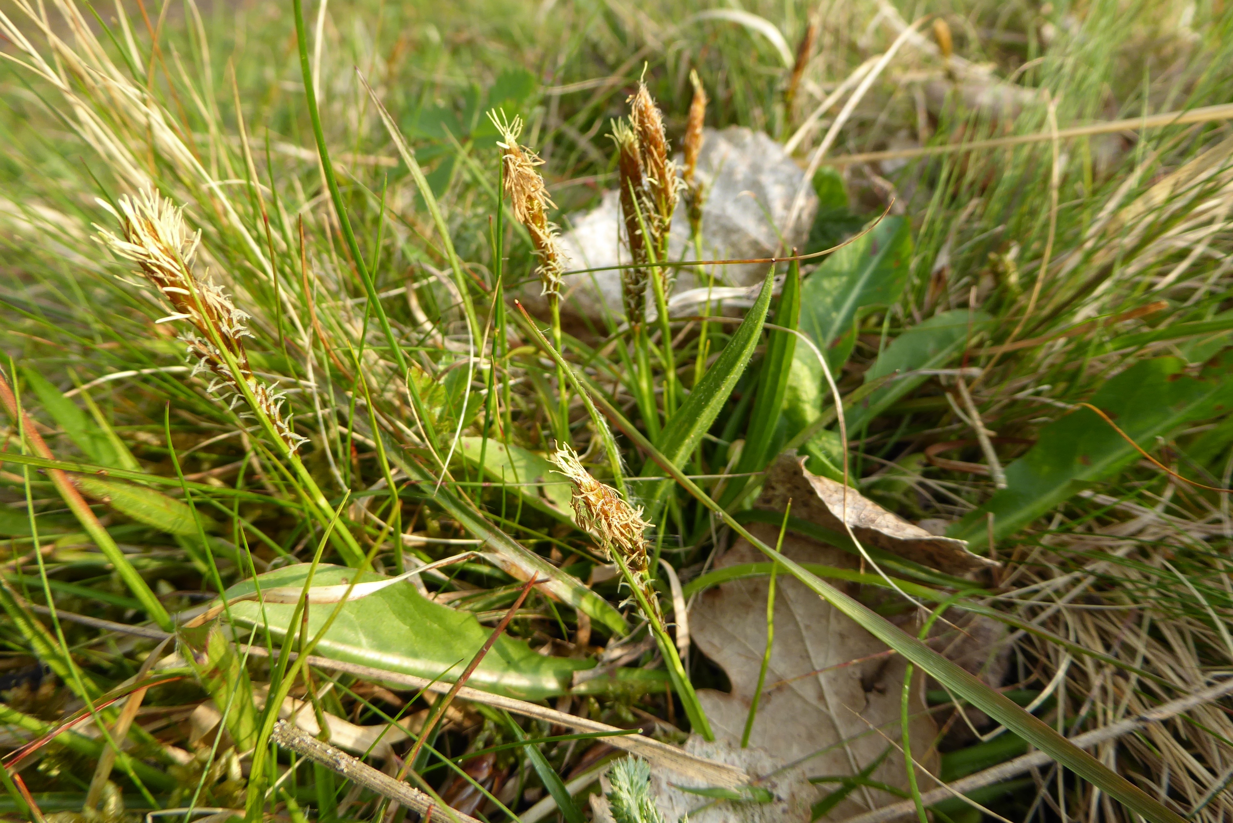 Carex caryophyllea (door Koen van Zoest)