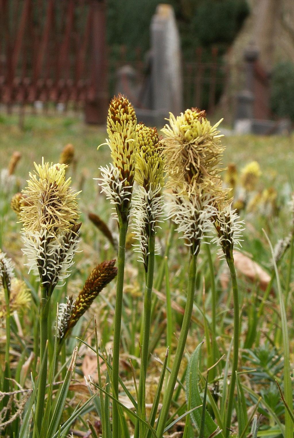 Carex caryophyllea (door Han Beeuwkes)