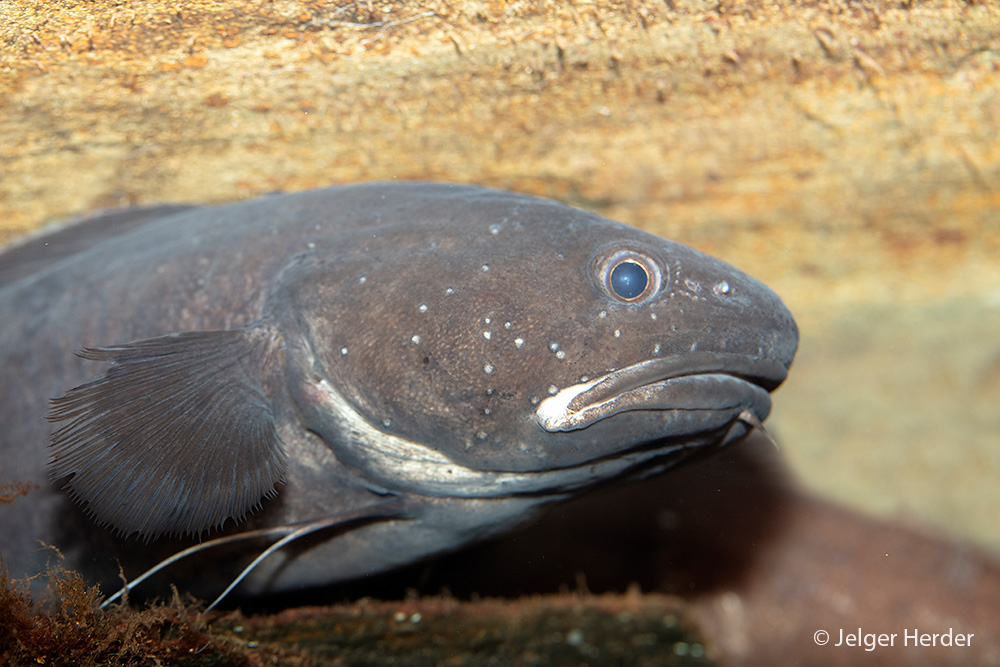 Raniceps raninus (door Jelger Herder)