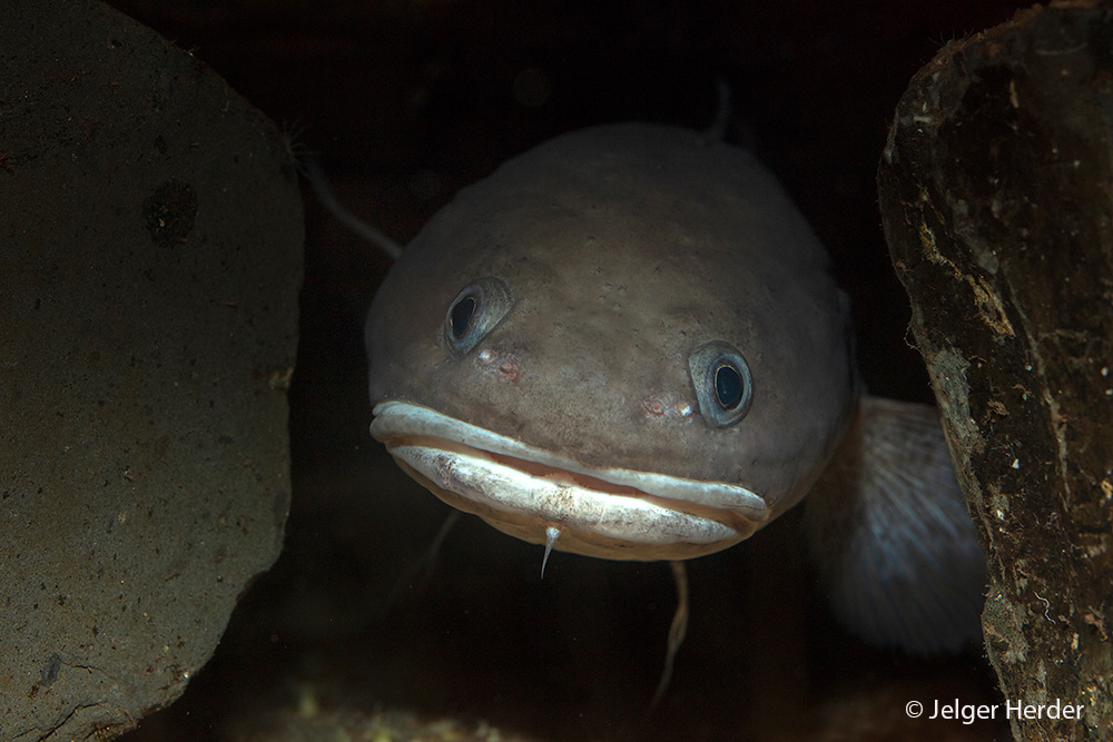 Raniceps raninus (door Jelger Herder)