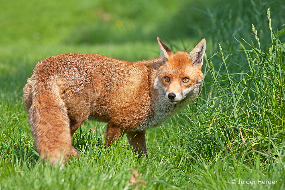 Vulpes vulpes (door Jelger Herder)