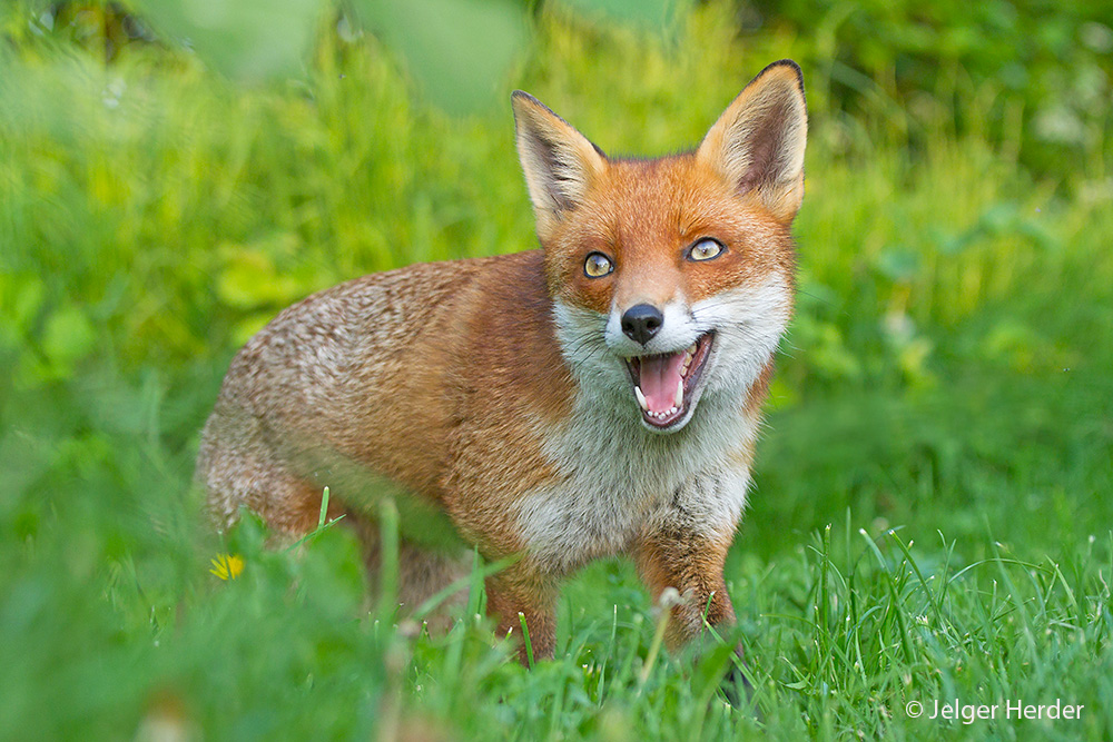 Vulpes vulpes (door Jelger Herder)