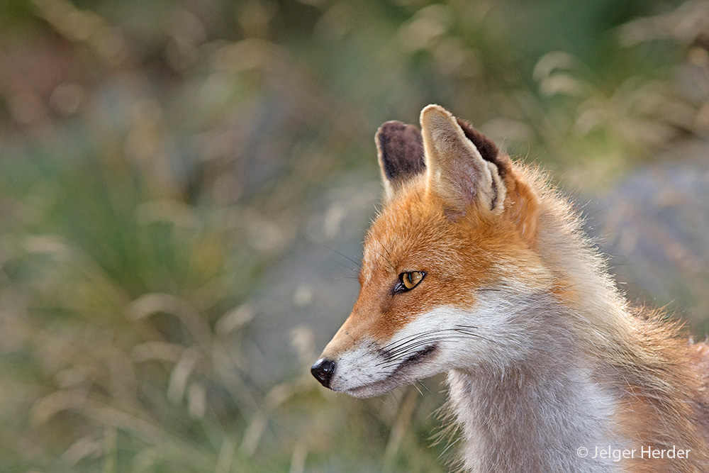 Vulpes vulpes (door Jelger Herder)