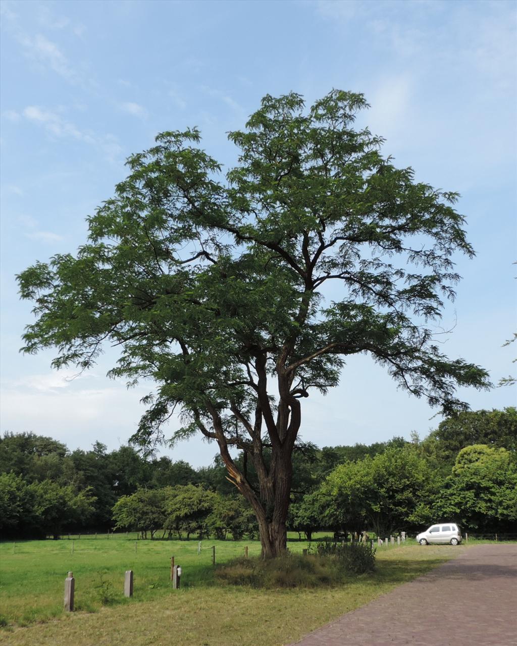 Robinia pseudoacacia (door wim van der neut)