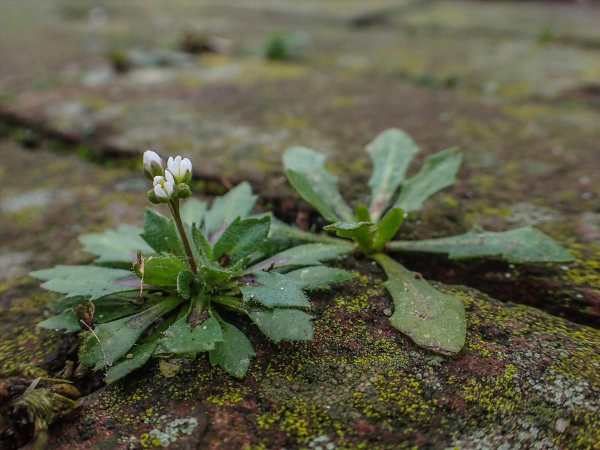 Draba verna (door Peter Hegi)