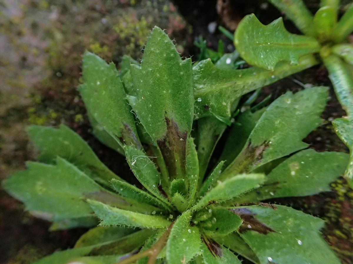 Draba verna (door Peter Hegi)