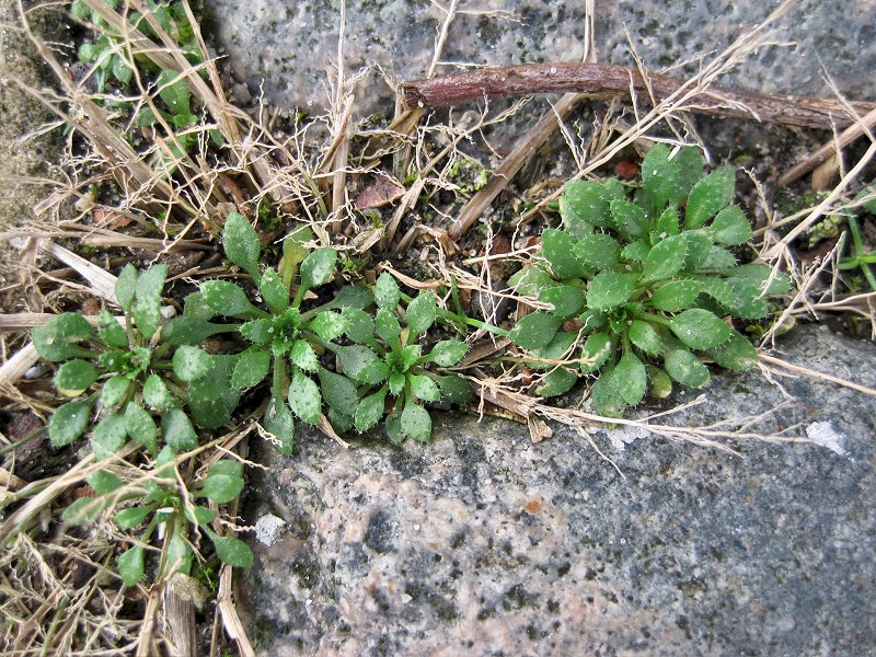 Draba verna (door Grada Menting)