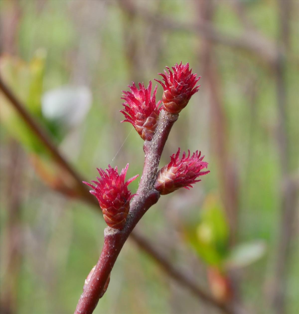 Myrica gale (door Wim van der Neut)